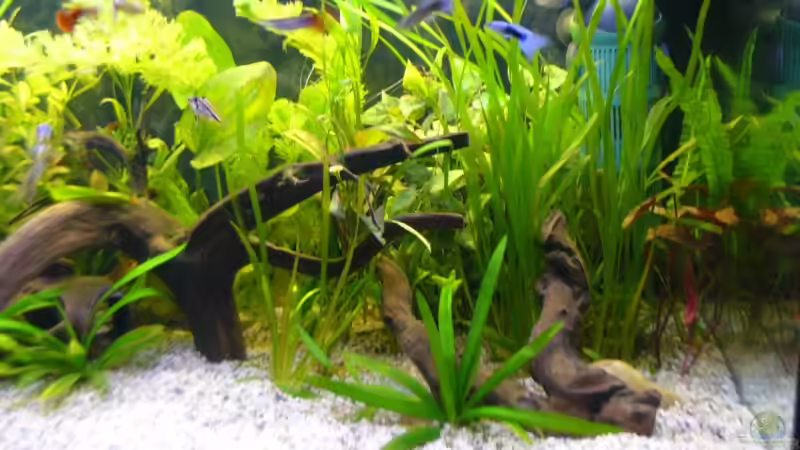 Aquarium Becken 4311 von Daniela Rathgeb (3)