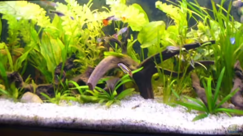 Aquarium Becken 4311 von Daniela Rathgeb (4)