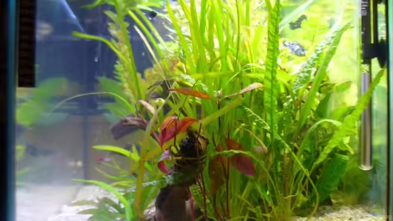 Aquarium Becken 4311 von Daniela Rathgeb (5)