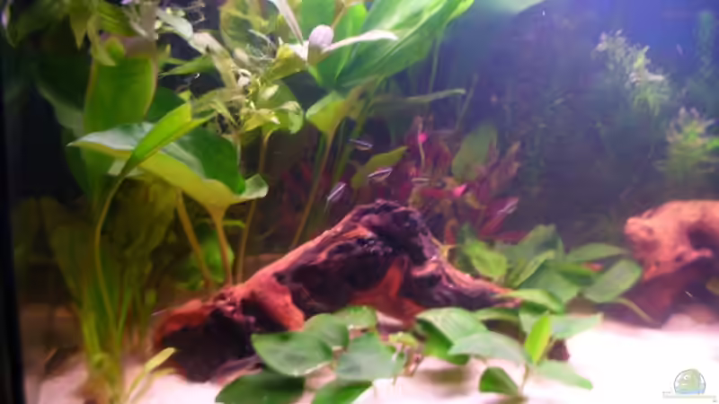 Aquarium Becken 4319 von Daniela Rathgeb (2)