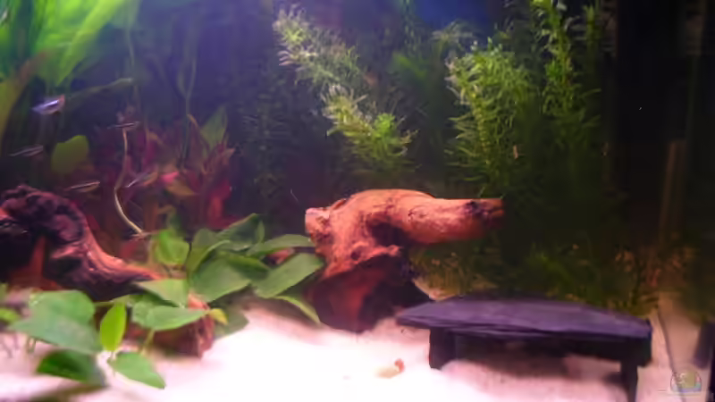 Aquarium Becken 4319 von Daniela Rathgeb (3)