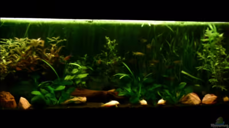 Aquarium Becken 4326 von Nicole Helal (2)