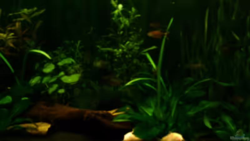 Aquarium Becken 4326 von Nicole Helal (3)