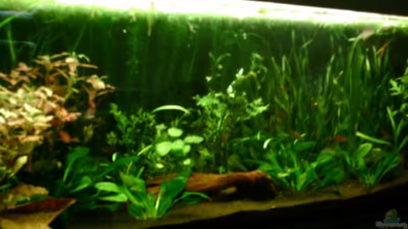 Aquarium Becken 4326 von Nicole Helal (4)