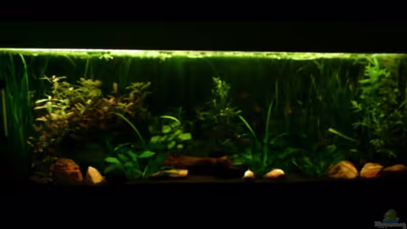 Aquarium Becken 4326 von Nicole Helal (5)