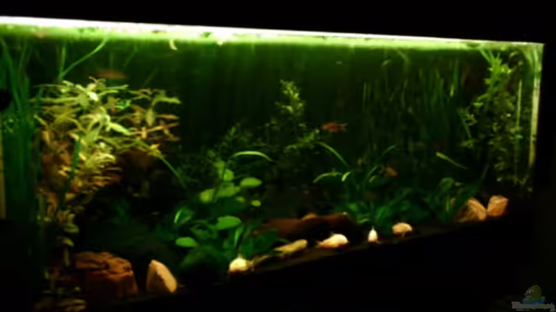 Aquarium Becken 4326 von Nicole Helal (6)