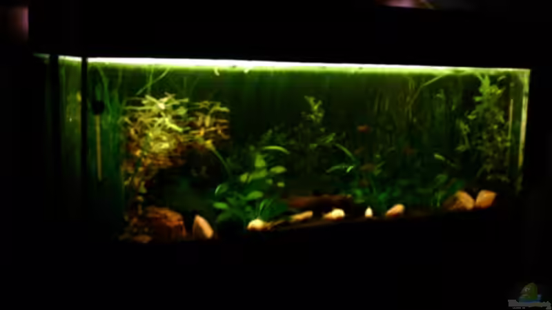 Aquarium Becken 4326 von Nicole Helal (7)