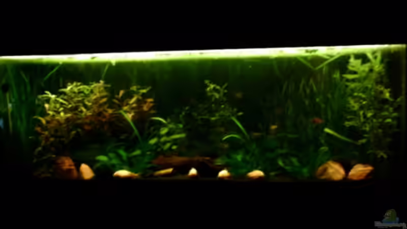 Aquarium Becken 4326 von Nicole Helal (8)