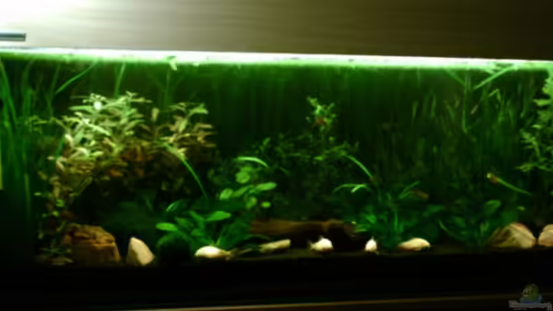 Aquarium Becken 4326 von Nicole Helal (9)