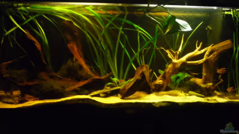 Aquarium Becken 4345 von Markus Dinter (2)