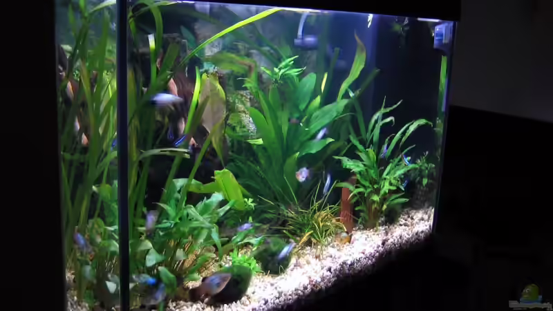 Aquarium Becken 4348 von Bruno Leuenberger (2)