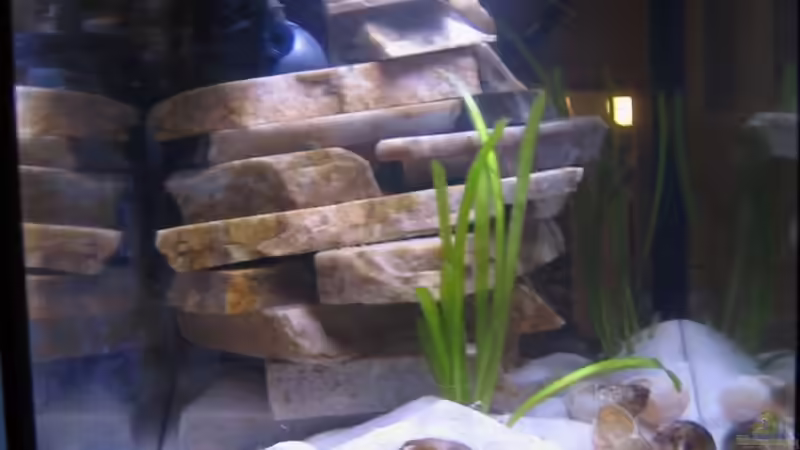 Aquarium Becken 4366 von Tobias Kaup (2)