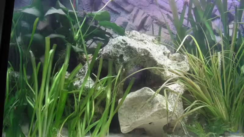 Aquarium Becken 4373 von Holger Hofmann (4)