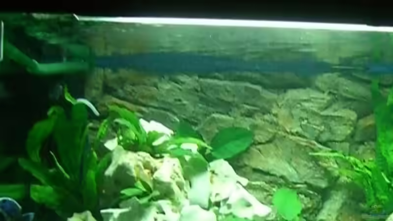 Aquarium Becken 4378 von Henni Dampf (3)