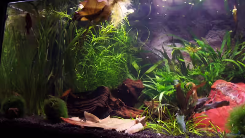 Aquarium Becken 4393 von Kirsten Bishay (2)