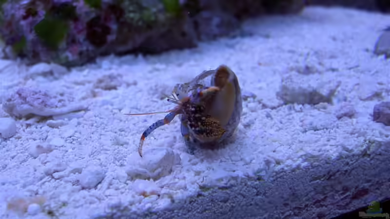 Aquarium Becken 4394 von Torben Alsmeyer (3)