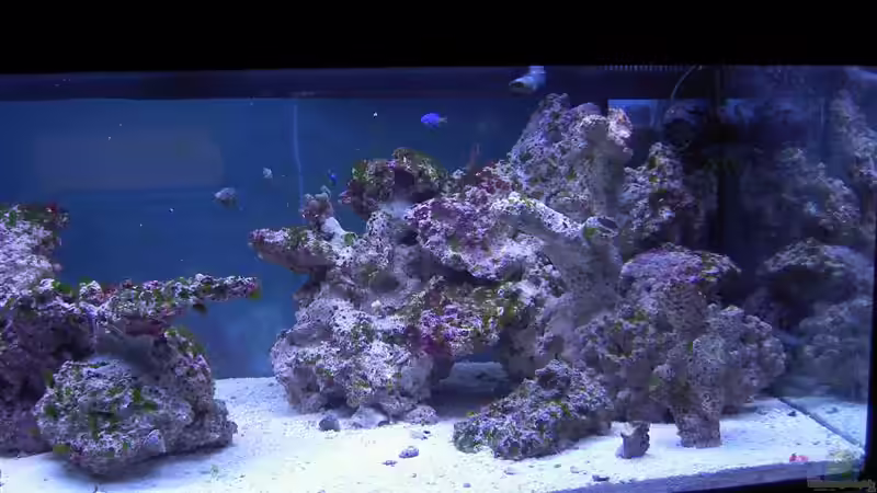 Aquarium Becken 4394 von Torben Alsmeyer (5)