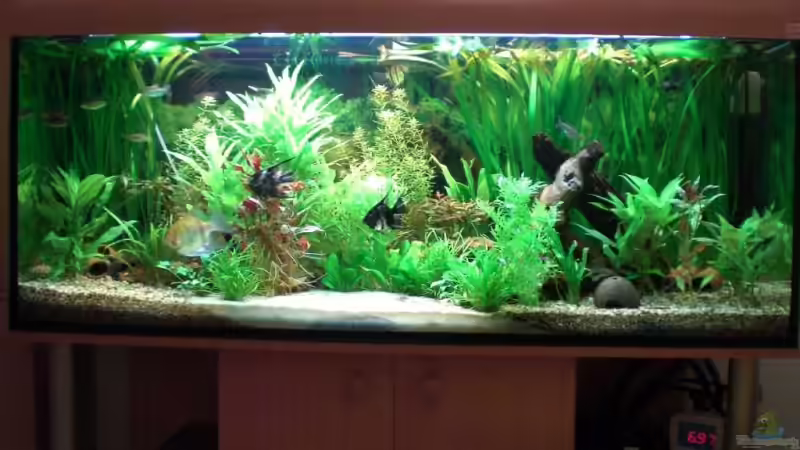 Aquarium Becken 4396 von Jockwer Rene´ (2)