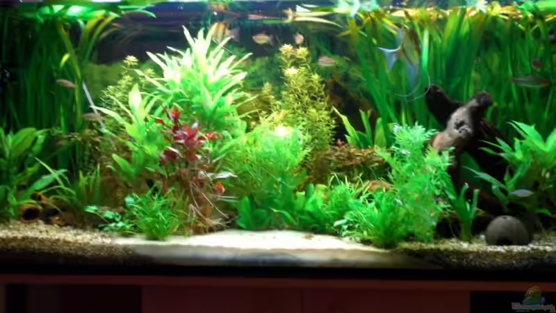 Aquarium Becken 4396 von Jockwer Rene´ (3)