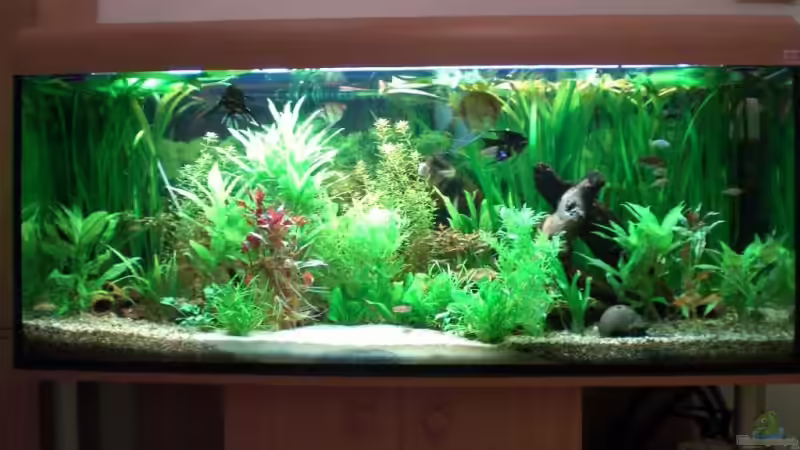 Aquarium Becken 4396 von Jockwer Rene´ (4)