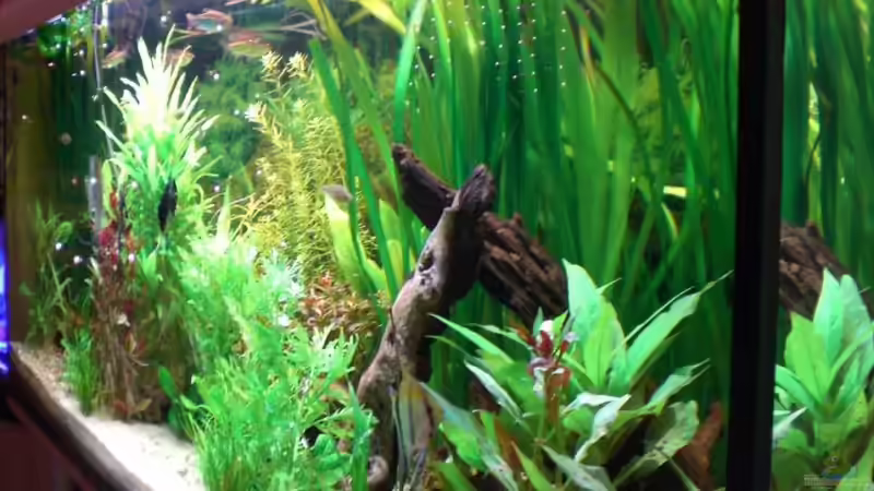 Aquarium Becken 4396 von Jockwer Rene´ (6)