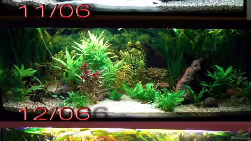 Aquarium Becken 4396 von Jockwer Rene´ (9)