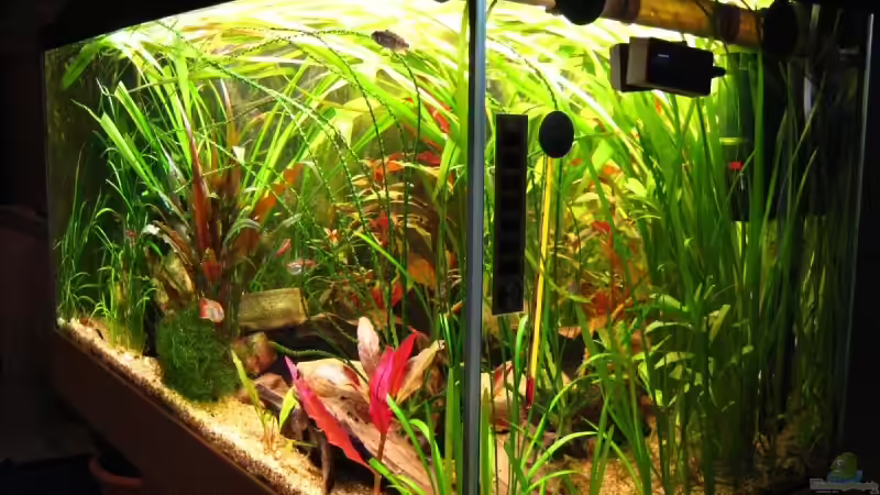 Aquarium Becken 4402 von André Martin (2)