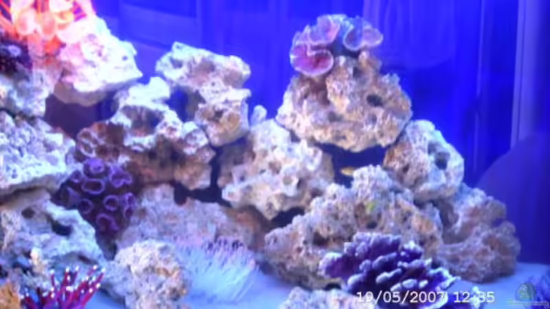 Aquarium Becken 4409 von Sabine Krüger (3)