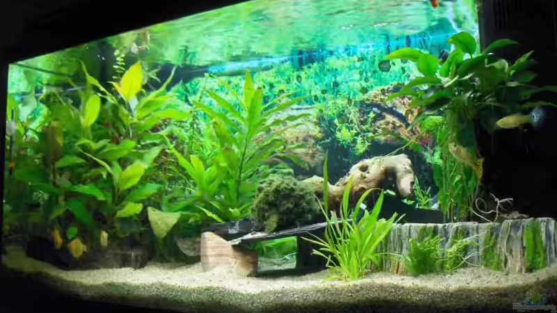 Aquarium Becken 4410 von Marcus Voglsinger (2)