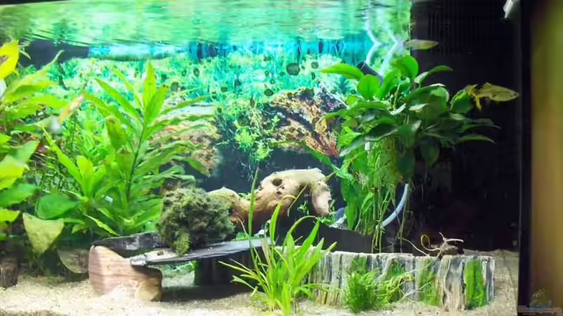 Aquarium Becken 4410 von Marcus Voglsinger (4)