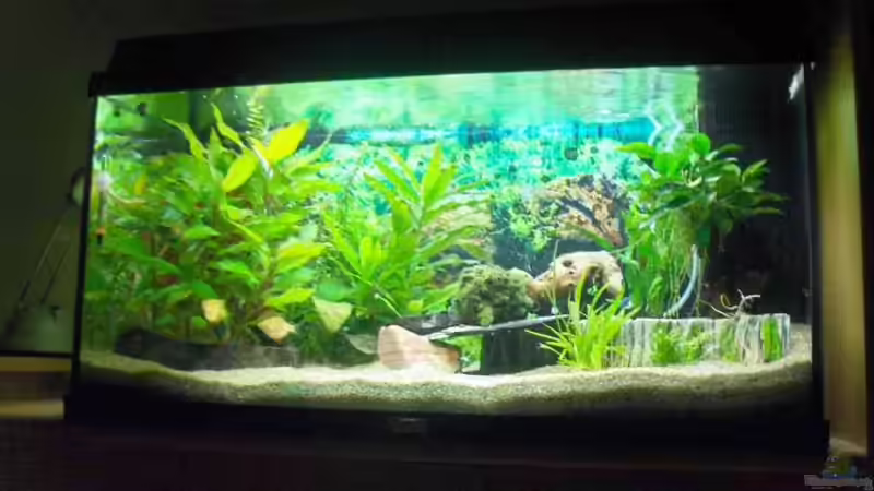 Aquarium Becken 4410 von Marcus Voglsinger (5)