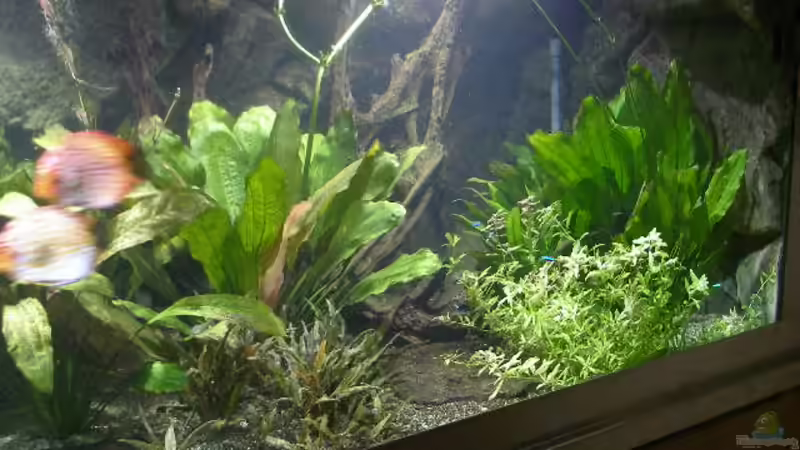 Aquarium Becken 4412 von Rainer Probst (3)