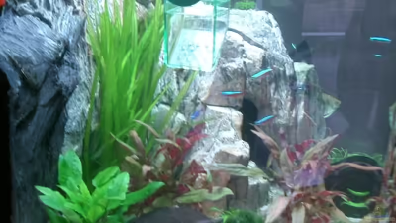 Aquarium Becken 4414 von Peter Horzella (2)