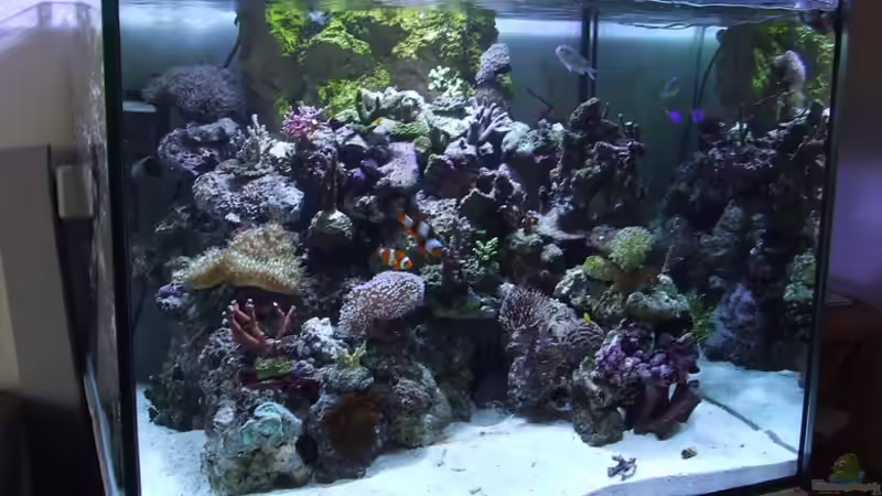 Aquarium Becken 4431 von Sascha Bill (2)