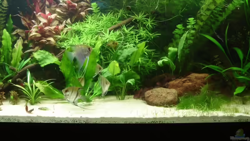 Aquarium Becken 4441 von Sven Pohlner (3)