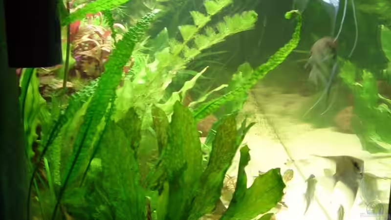 Aquarium Becken 4441 von Sven Pohlner (5)