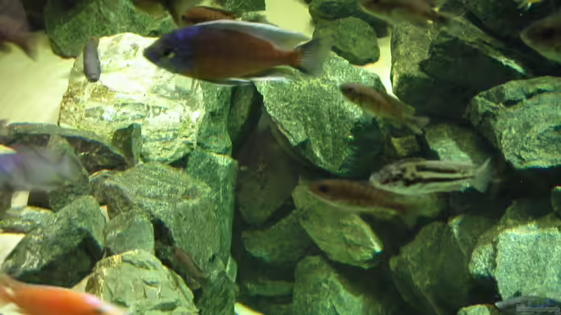 Aquarium Becken 4449 von Jan Krüger (2)