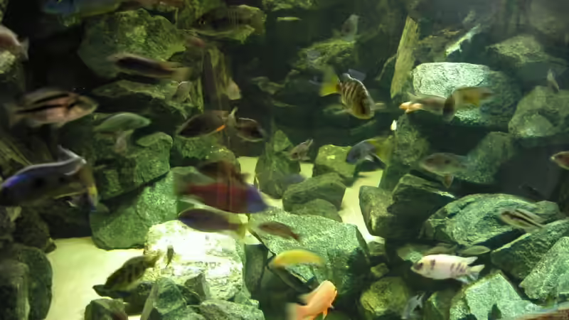 Aquarium Becken 4449 von Jan Krüger (3)