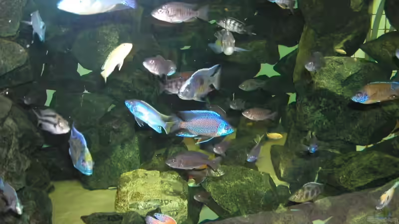 Aquarium Becken 4449 von Jan Krüger (4)