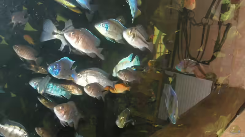 Aquarium Becken 4449 von Jan Krüger (6)