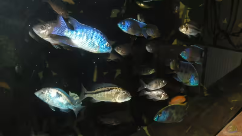 Aquarium Becken 4449 von Jan Krüger (8)