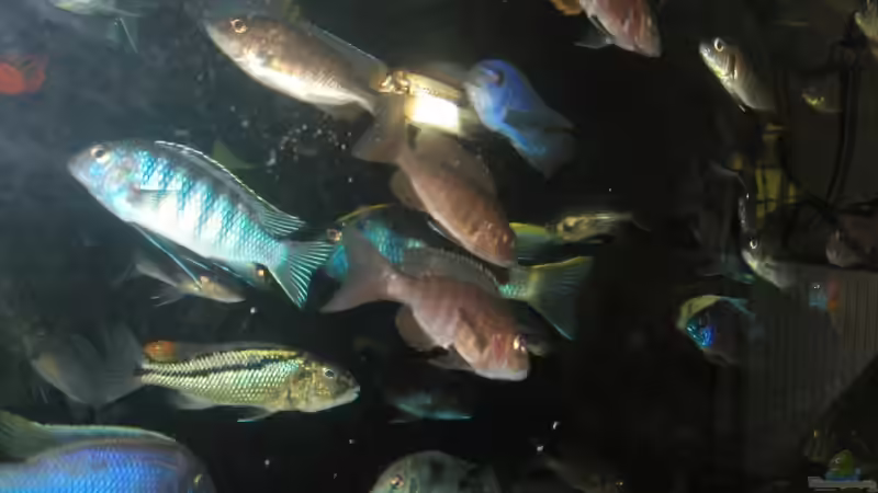 Aquarium Becken 4449 von Jan Krüger (9)