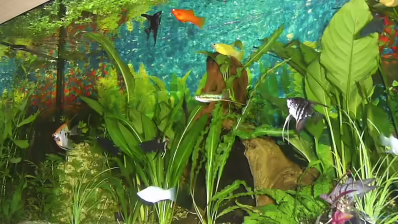 Aquarium Becken 4453 von Sergej Reiswich (2)