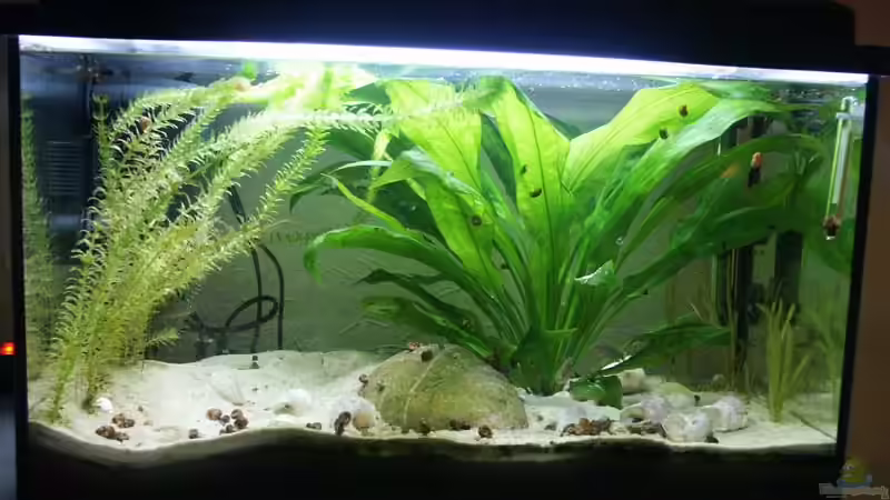 Aquarium Becken 4457 von Daniela Daum (2)