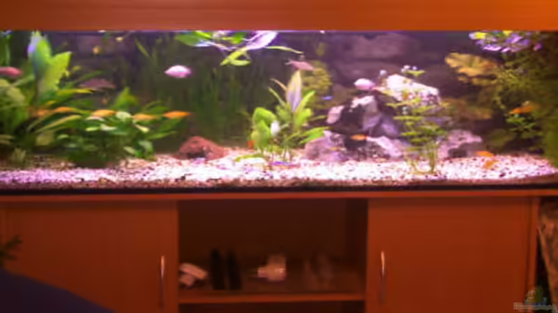 Aquarium Becken 4457 von Daniela Daum (5)