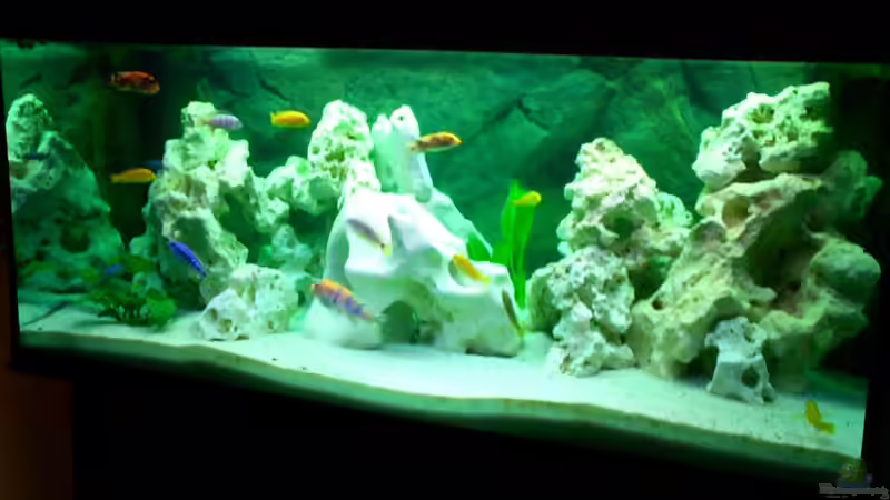 Aquarium Becken 446 von Mario Gerber (3)