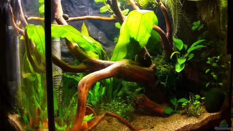 Aquarium Becken 4462 von Andrea Lorenz (2)