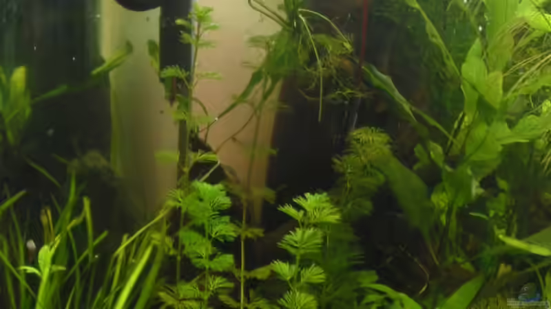 Aquarium Becken 4502 von Markus Fuchs (4)