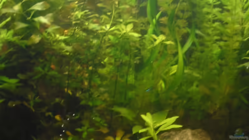 Aquarium Becken 4502 von Markus Fuchs (6)