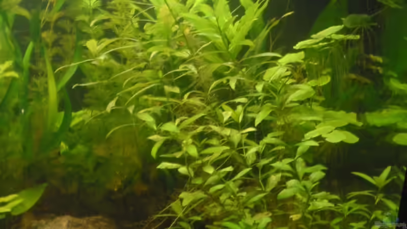 Aquarium Becken 4502 von Markus Fuchs (7)